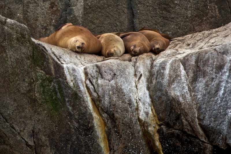 NOAA eyes potential changes to Alaska sea lion protections as Trump urges boosted seafood harvests