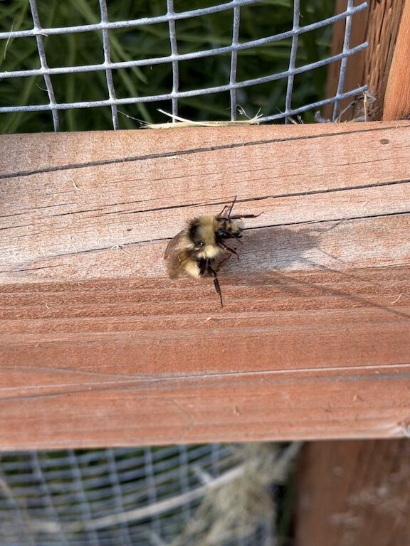 The science of Alaska’s bees: What researchers are learning