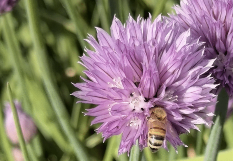 How Alaskans can help native bees thrive