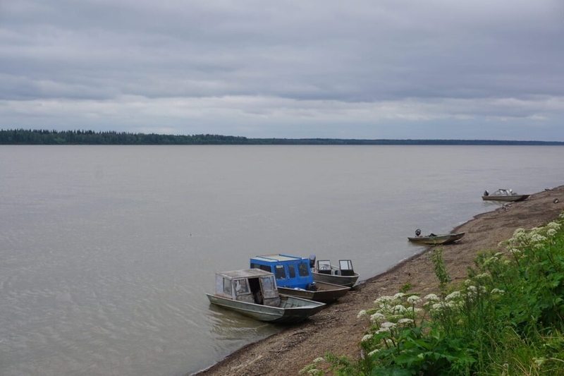 After historic crash, Yukon River’s iconic king salmon run shows early signs of rebound