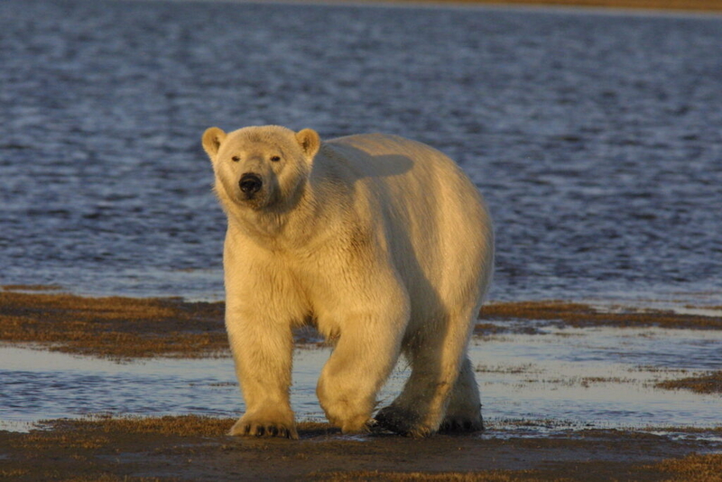 Arctic climate report set for publication despite loss of federal support