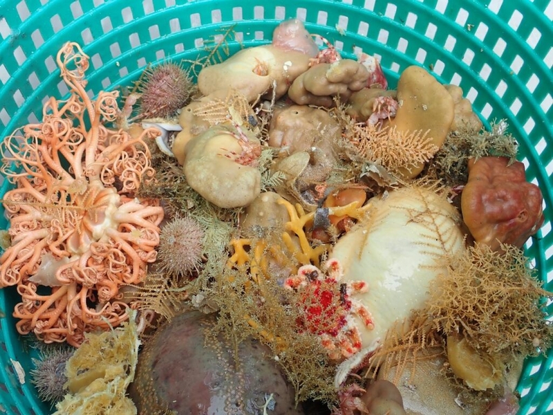 New Alaska sea sponge species fuel debate over fishery practices