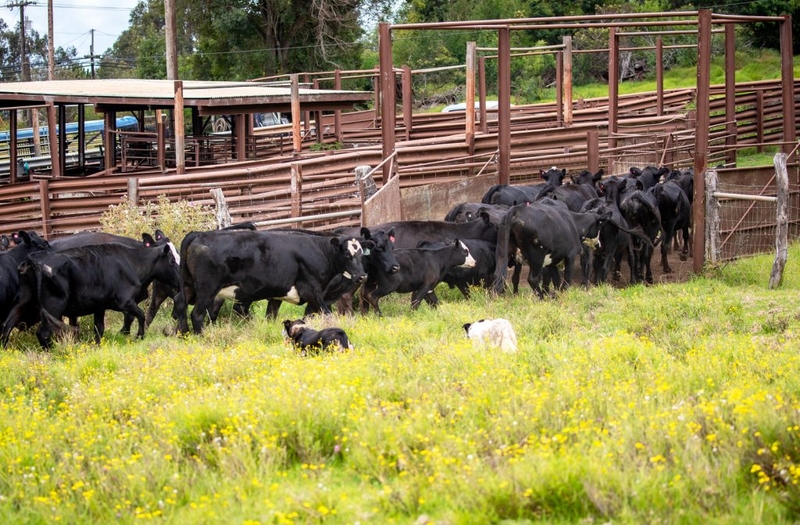 Hawaiʻi Is Sending These Animals To The Mainland In Record Numbers
