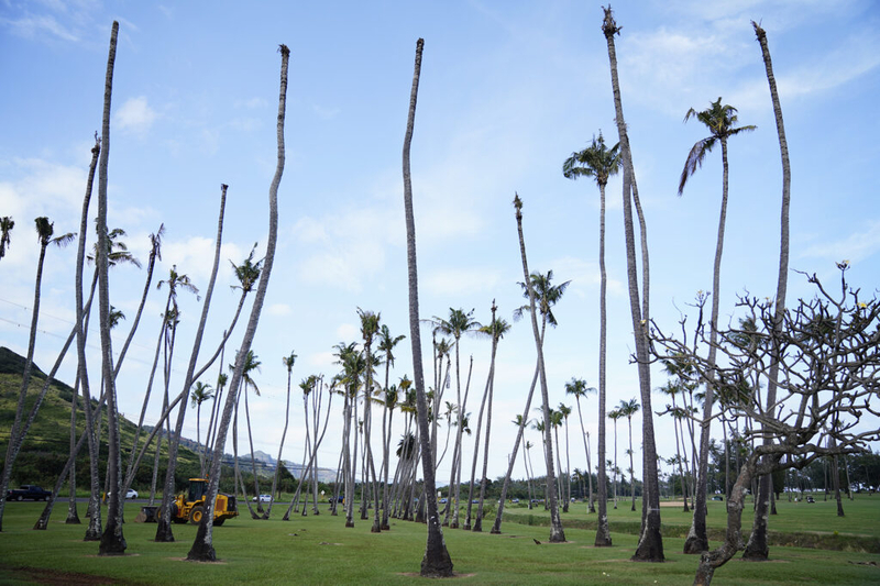 Coconut Rhinoceros Beetles Are Attacking A Popular Kaua‘i Golf Course