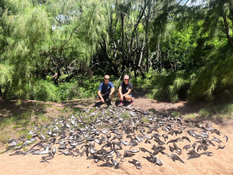 ‘Absolute Carnage’: Feral Cats Kill 168 Native Seabirds On Kaua‘i