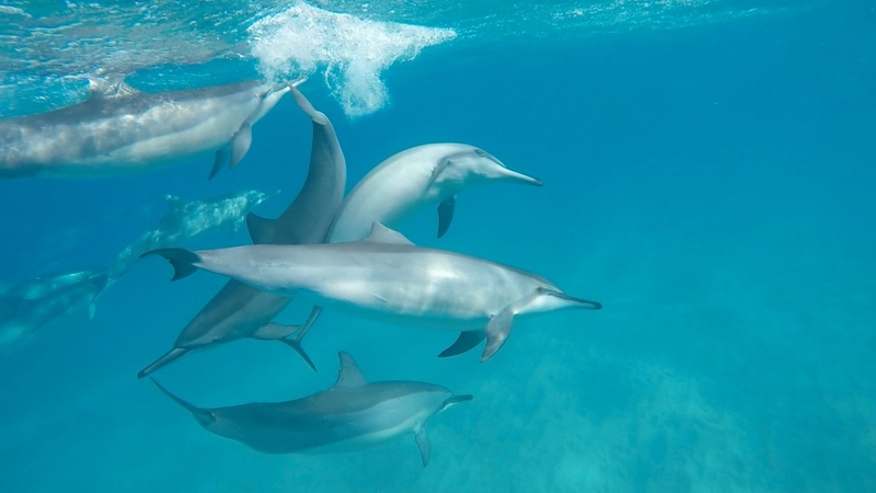 Will Shrinking Spinner Dolphin Populations Spur More Protections?