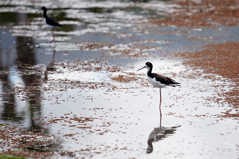 This Hawaiian Waterbird Is Making A Comeback. Should It Still Be Endangered?
