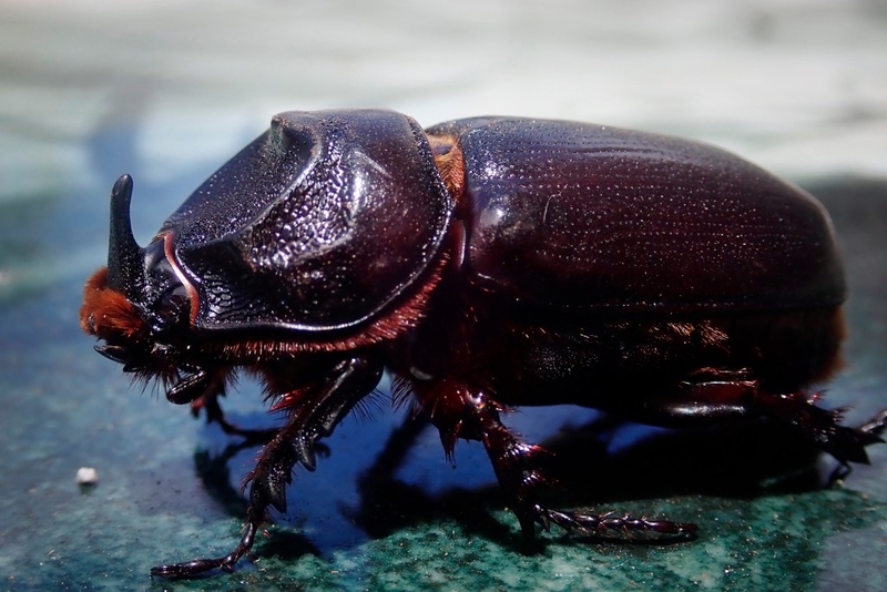 Palm-Killing Coconut Rhinoceros Beetle’s Discovery In Hilo Stokes Fear
