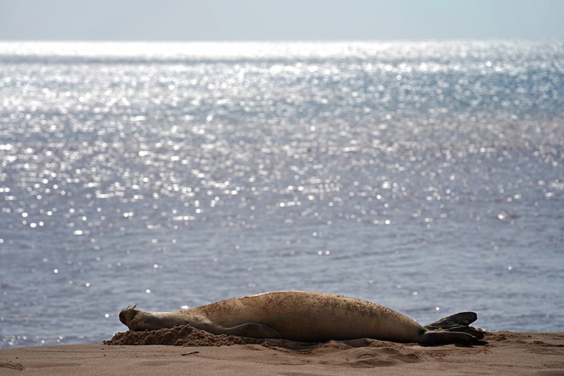 A Viral Hawaiian Monk Seal Changes The Conversation On Molokaʻi