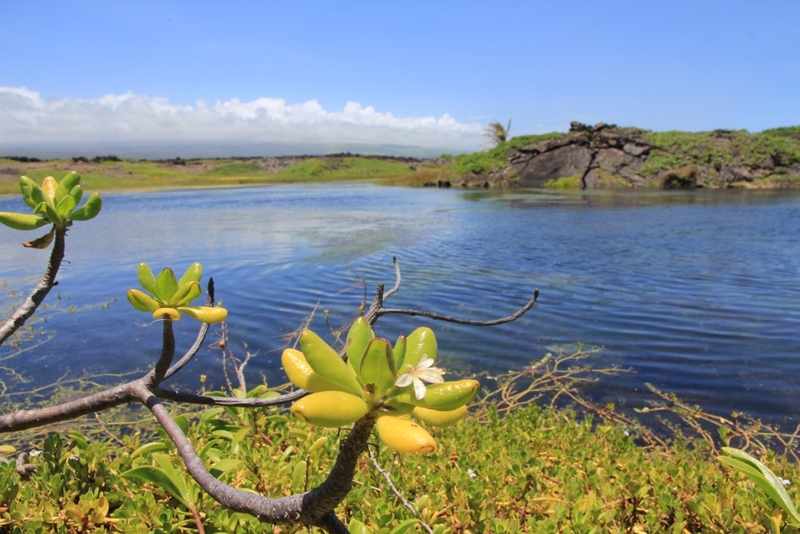 The Big Island’s Rare Coastal Pools Are Under Siege