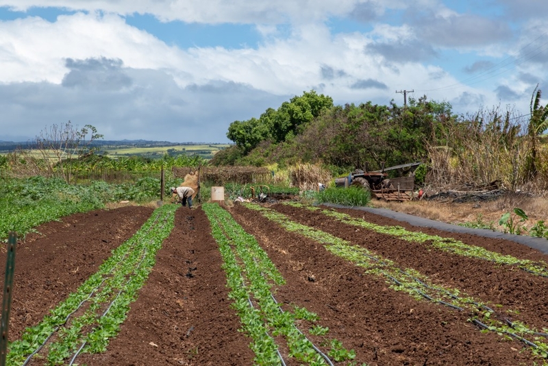 Federal Regulations Are Crippling Hawaiʻi Farmers, Report Says