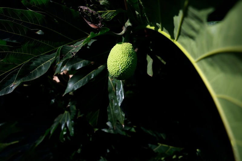 Farmers Wanted: Hawai‘i Tries To Fix Its Unique ‘Ulu Problem