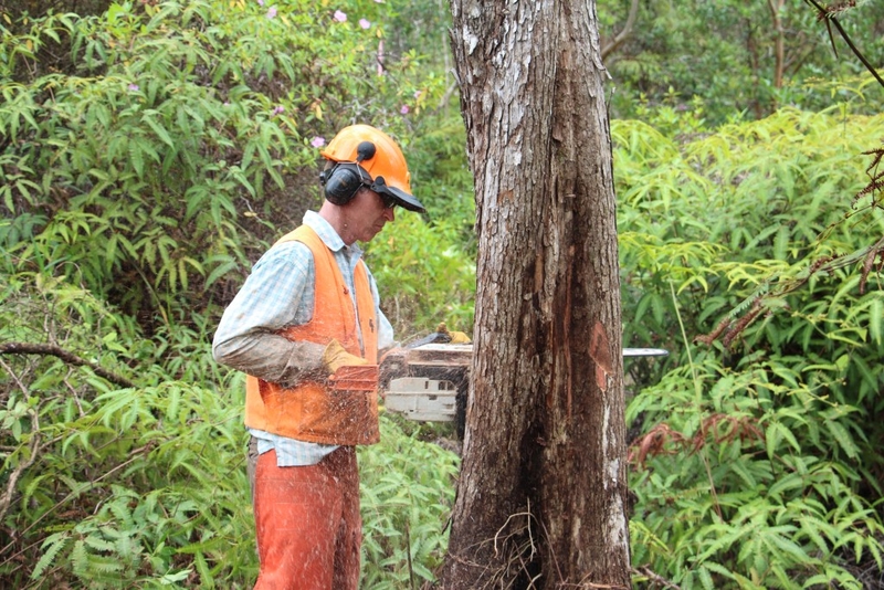 Forestry Service Reverses Course, Plans To Keep Critical Big Island Hub Open