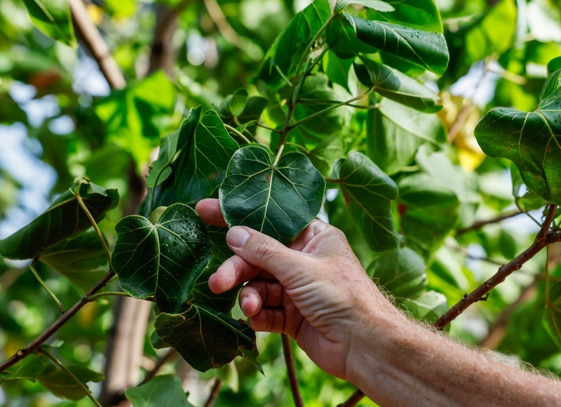Oʻahu’s Shade Trees Could Take Decades To Grow Back After Storms