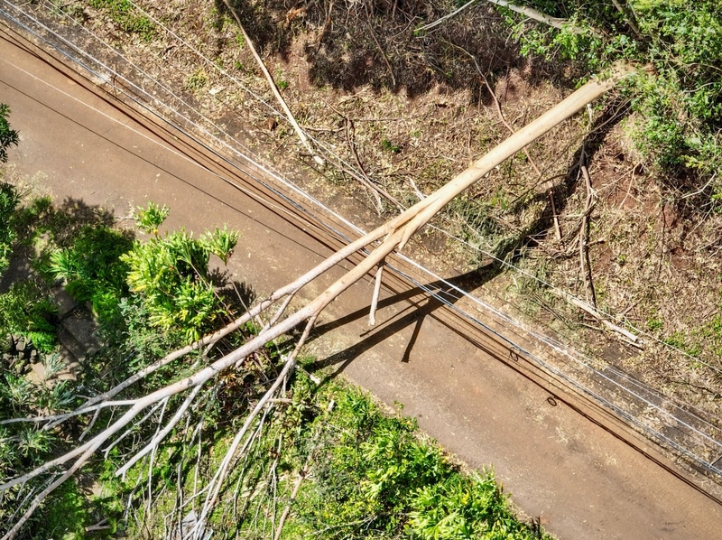 These Trees Wreaked Havoc During Storms. Hawaiʻi Is Fed Up