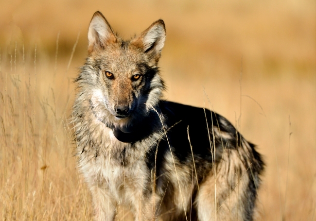 GOP lawmaker ties endangered wolves to ‘global government’ as Arizona ban heads to Hobbs