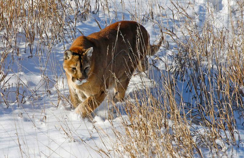 Supporters of Colorado mountain lion hunting ban submit petition signatures