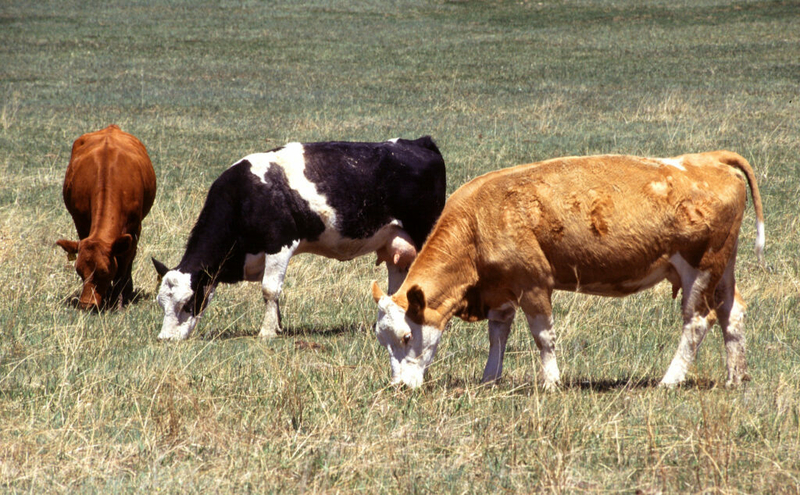 With only gloves to protect them, farmworkers say they tend sick cows amid bird flu
