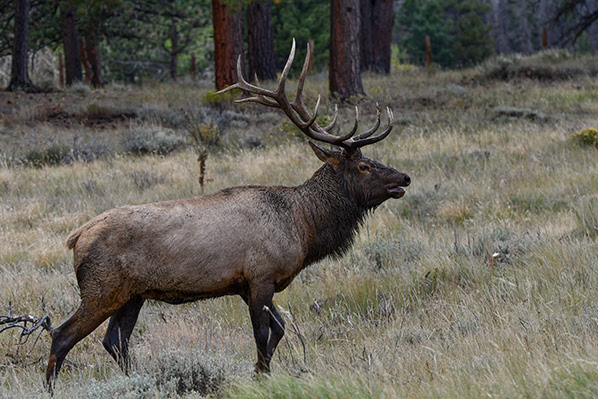 Federal policies put public lands elk habitat on the chopping block