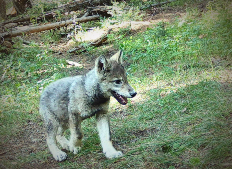 Three new wolf packs established in Colorado in 2025