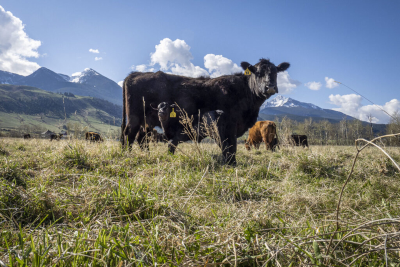 Proposed grazing rules would hurt Western cattle ranchers