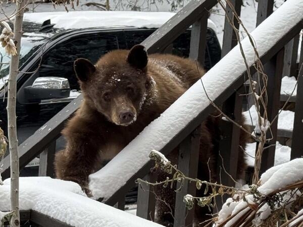 Bear attacks in Colorado are climate attacks