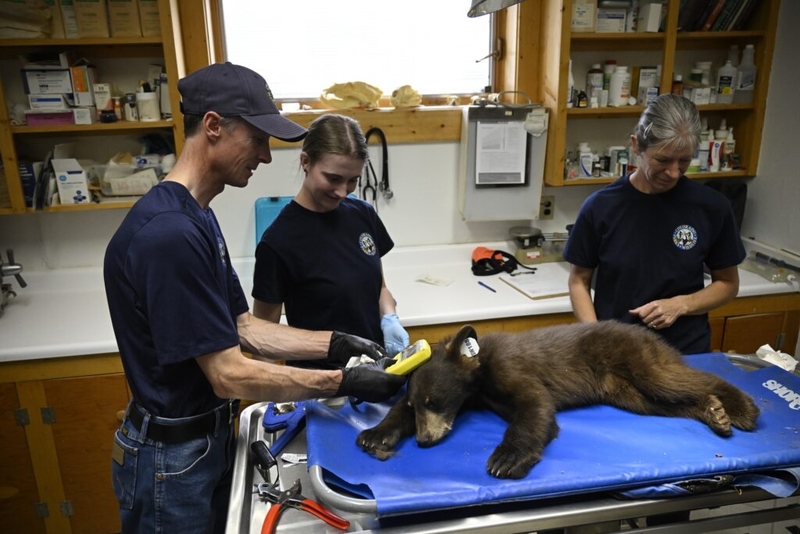 Orphaned cubs abound in Colorado as black bear families struggle to find food