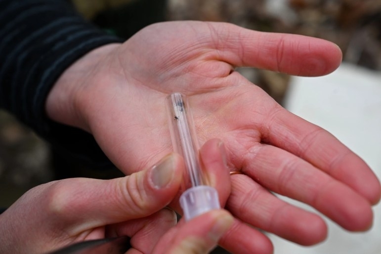CT tick populations are growing. Here’s what to know.  