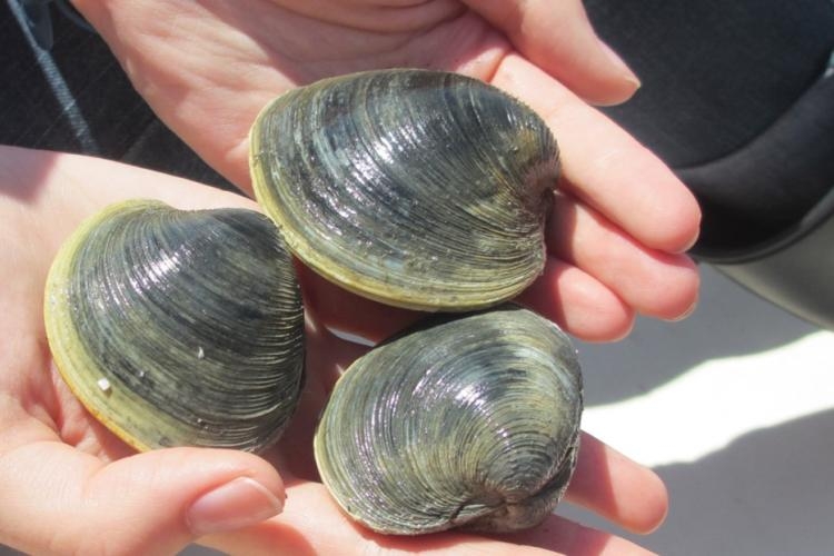 Sen. Whitehouse wants to know where the quahogs have gone