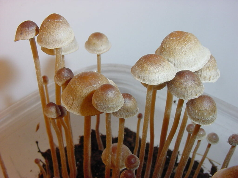 Push to legalize magic mushrooms is back before House Judiciary Committee