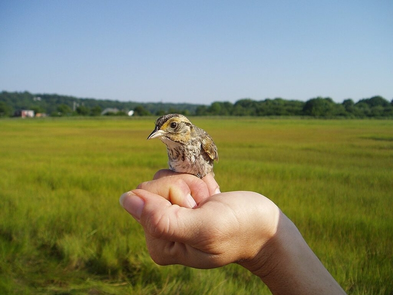 Bird research symposium shares science with public in name of conservation