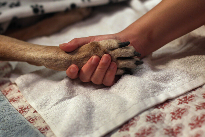 Massachusetts Supreme Judicial Court asks, do you have to put down a dying dog?