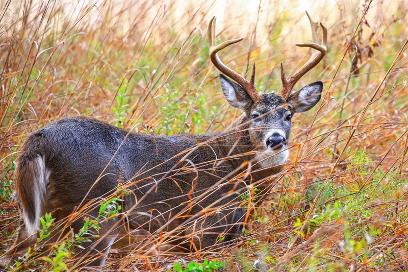 Rhode Island deer hunt could break record this season