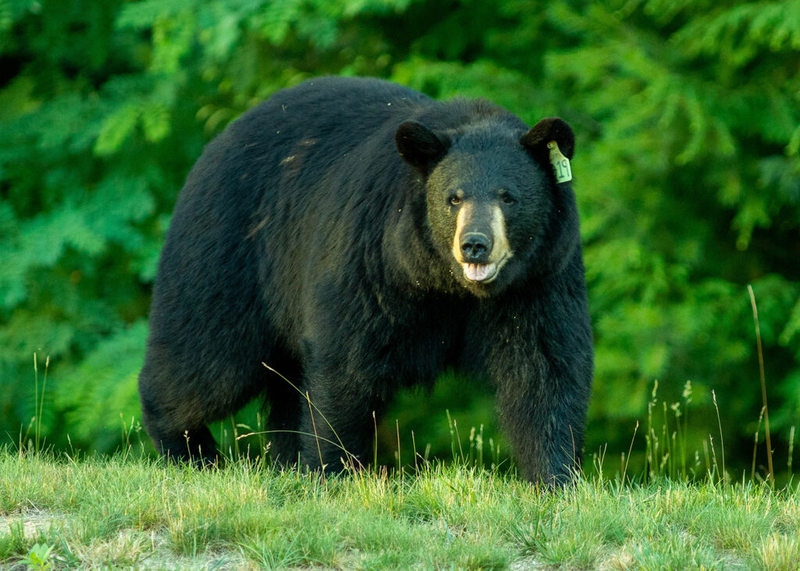 On Connecticut bear hunt, Gov. Lamont and GOP challenger Fazio find common ground