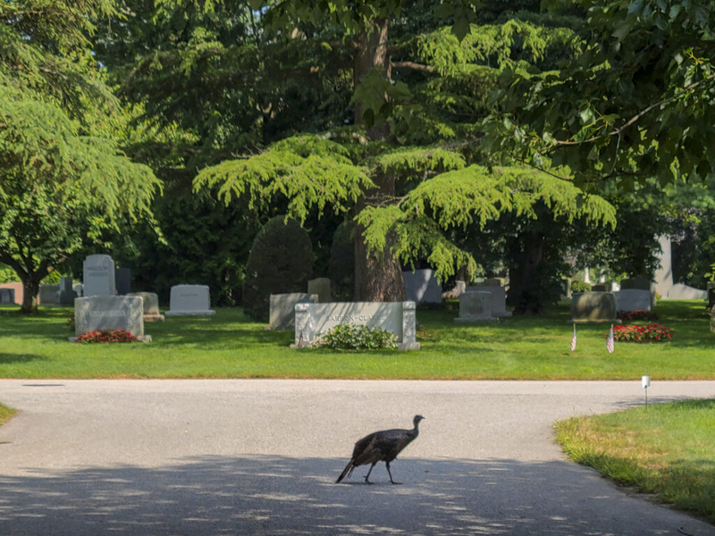 Roadkill can be taken home under new R.I. state regulation