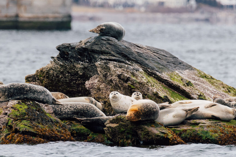 Save the Bay volunteers count nearly 600 seals along Rhode Island coastline