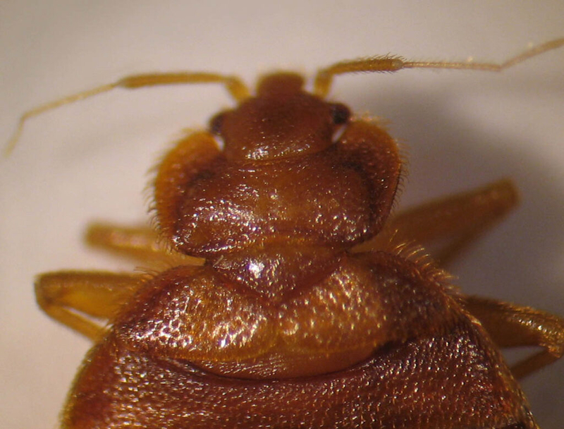 Pawtucket lawmaker’s bill clarifies tenant and landlord responsibilities in the event of bedbugs