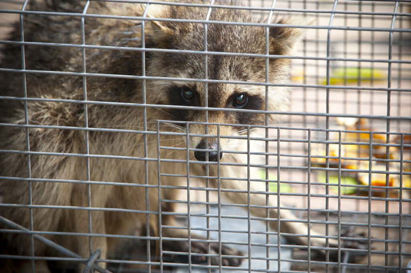 Rhode Island rabies cases reach 34 after two Warwick raccoons test positive