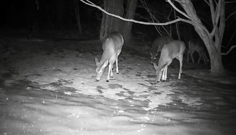 Rhode Island archery hunters get earlier start under new deer rules