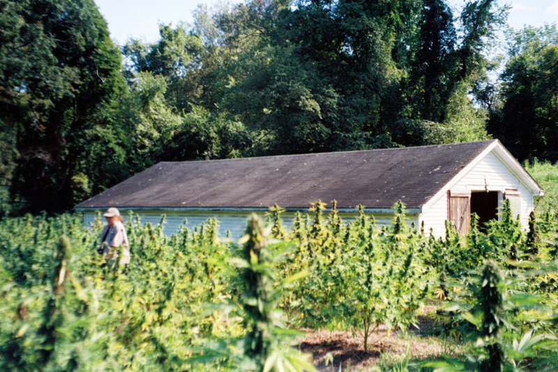 A hemp farmer has some questions for Rhode Island’s next attorney general