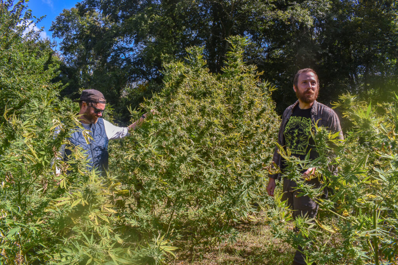 The end is near for US hemp THC market. But uncertainty continues for Rhode Island growers.