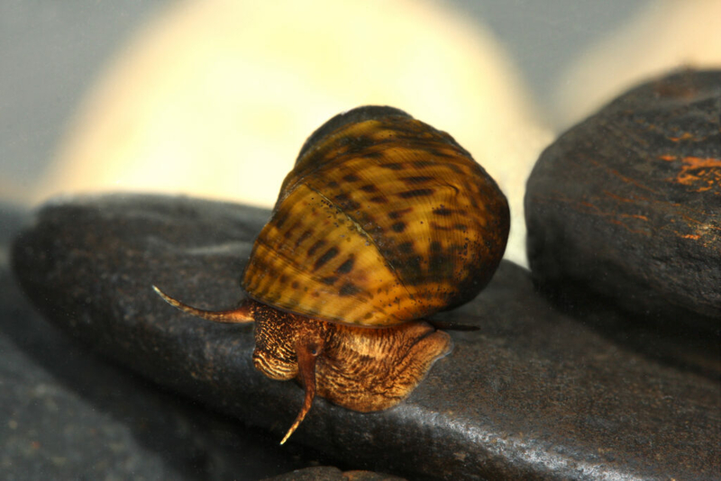 Rare snail slowly crawls back from near extinction along northwest Georgia river