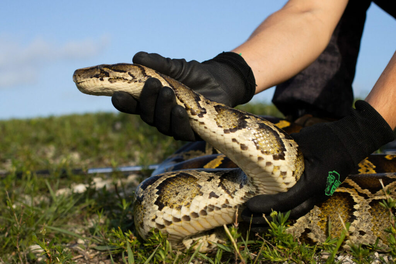 State regulators reaffirm support for Burmese python restrictions meant to protect native wildlife in Georgia