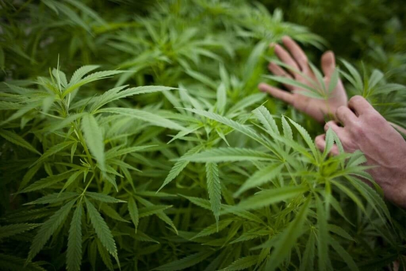 Georgia lawmakers dig into medical cannabis, hemp laws after push for changes stalled
