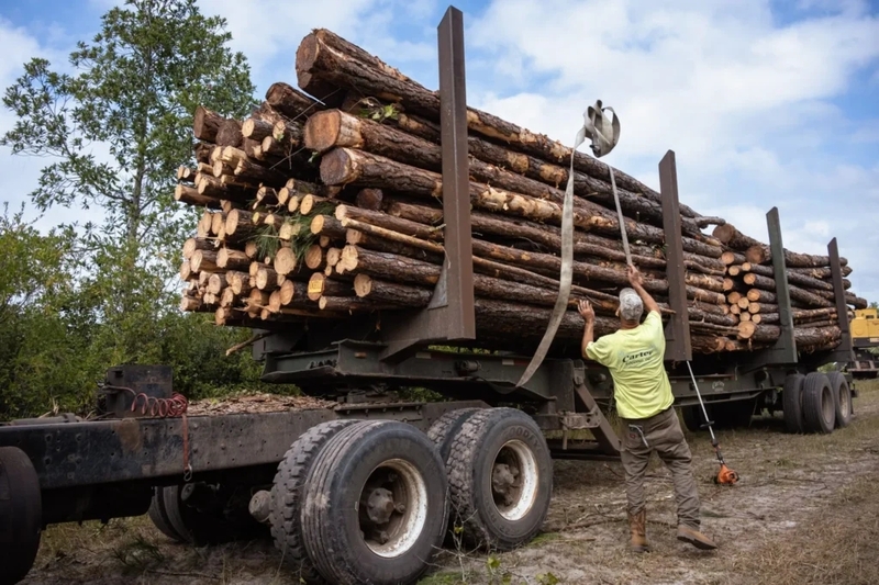 Georgia timber industry seeks innovative solutions amid market challenges