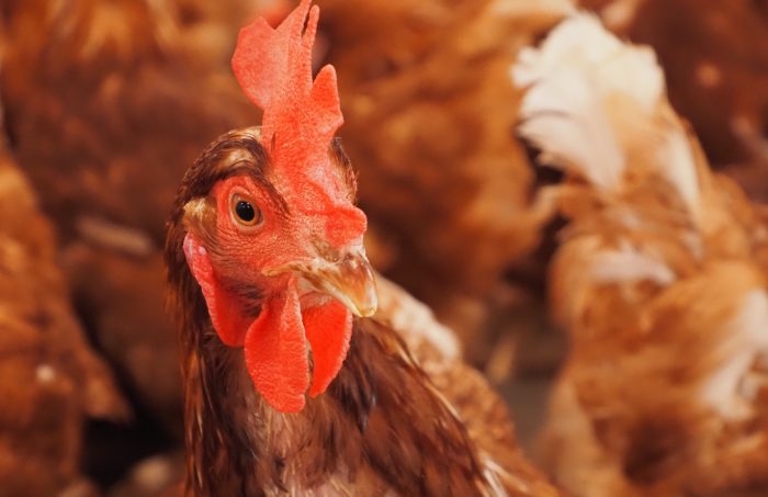 Georgia’s agribusiness industry depends on a thriving, fully funded public health system      