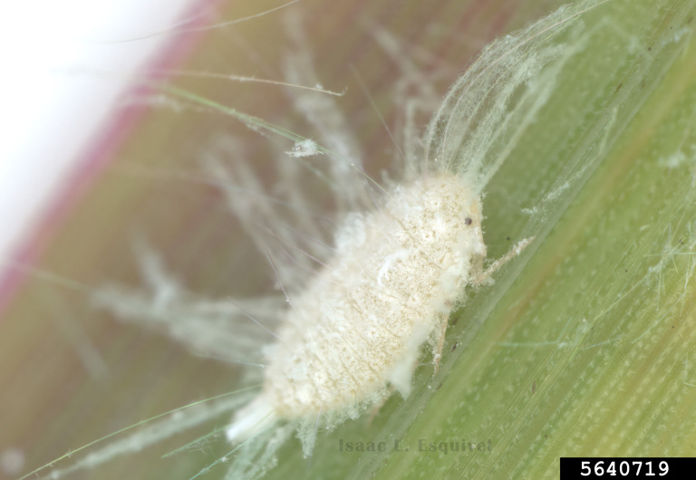 New invasive insect poses ‘serious threat’ to Georgia farmers 