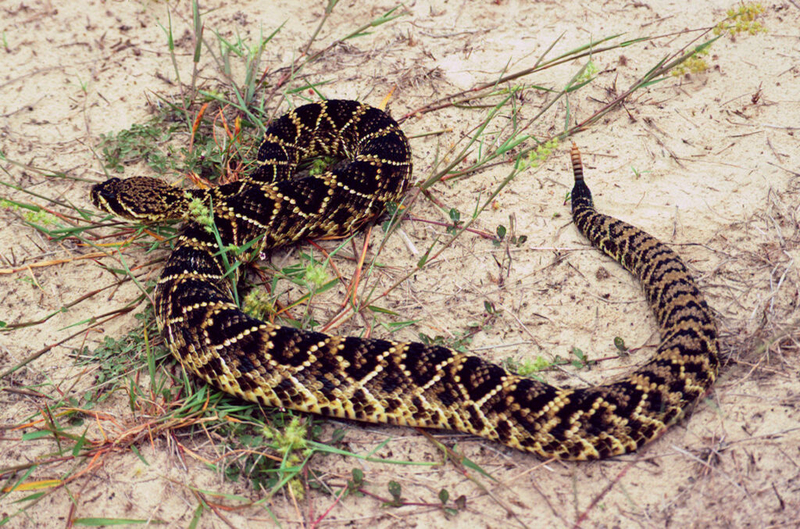 Dozens of threatened plant and animal species could gain state protection in Georgia