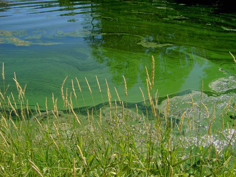 Idaho’s Brownlee and Hells Canyon reservoirs under health advisory