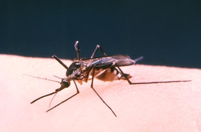 Twin Falls senior is Idaho’s first West Nile death this year
